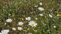 Áilín Quinlan: Grasshoppers, daisy chains, and that malfunctioning hob