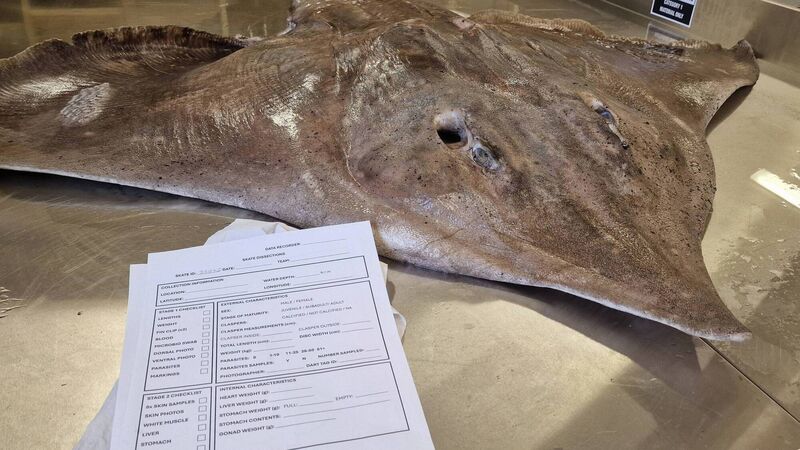 MTU and UCC collaborate in study of critically endangered flapper skate MTU and UCC collaborate in study of critically endangered flapper skate