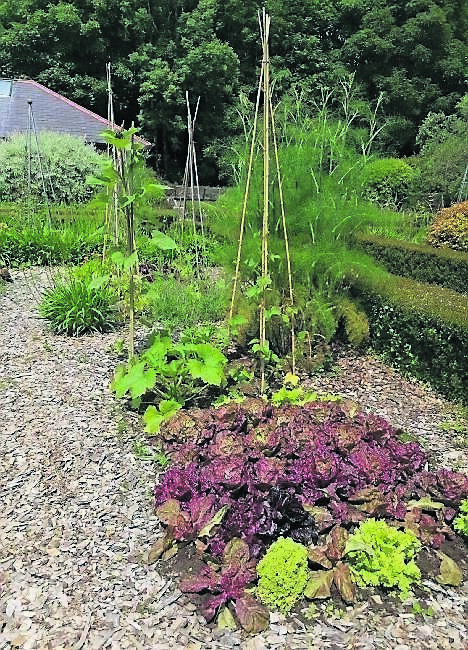 Lettuce in rows with fennel in the background at the estate in West Cork Lettuce in rows with fennel in the background at the estate in West Cork