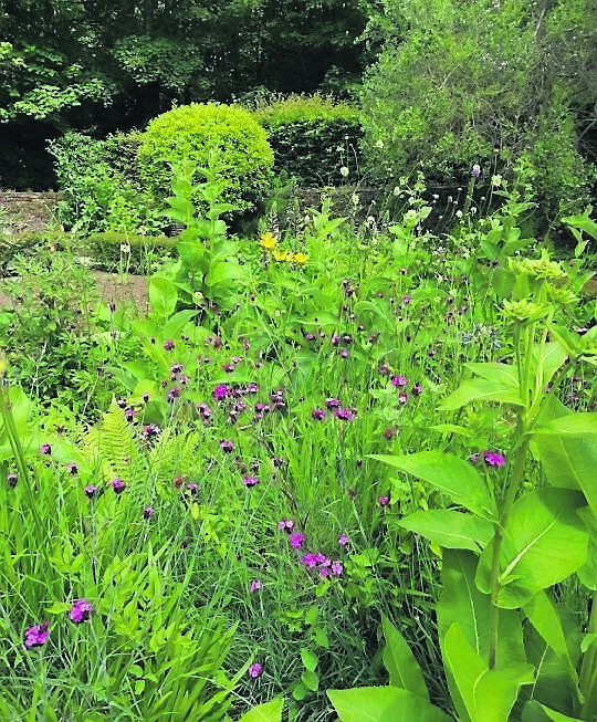 Dianthus carthusianorum and inula helenium in the walled garden at Inishbeg Estate. Dianthus carthusianorum and inula helenium in the walled garden at Inishbeg Estate.