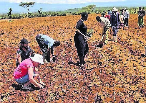 Sowing lucerne plants. Sowing lucerne plants.