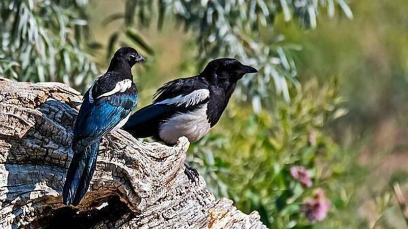 Burning ears, magpies, and the cure: Old Irish superstitions and remedies Burning ears, magpies, and the cure: Old Irish superstitions and remedies