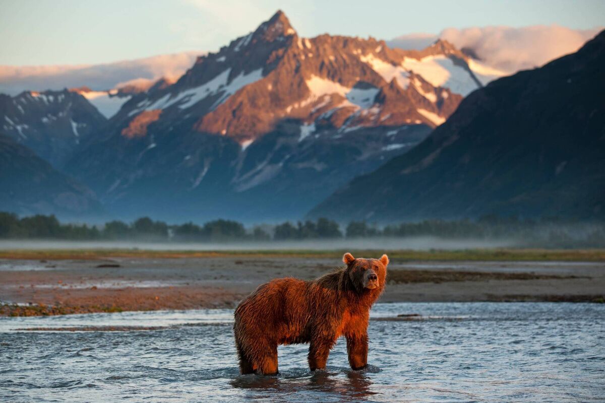 Witness incredible moments of nature, like a long grizzly standing in the river at sunset, framed by dramatic mountains Witness incredible moments of nature, like a long grizzly standing in the river at sunset, framed by dramatic mountains