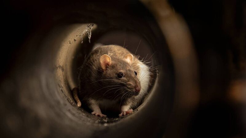 Cork City Council flats ‘are overrun with rats’, residents claim