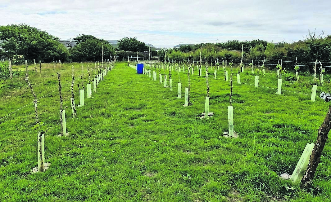 Looking out to Baltimore and Sherkin Island across the newly planted grape vines at Brown Envelope Seeds, near Skibbereen. Looking out to Baltimore and Sherkin Island across the newly planted grape vines at Brown Envelope Seeds, near Skibbereen.