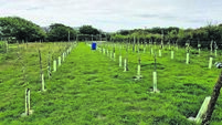 In the garden: A visit to the Cork business saving seeds 