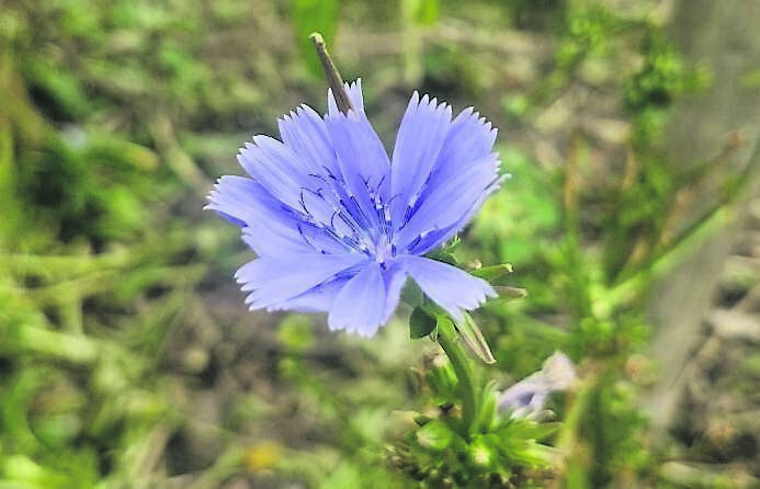 Cichorium intybus’ Medusa’ - see Plant of the Week Cichorium intybus’ Medusa’ - see Plant of the Week