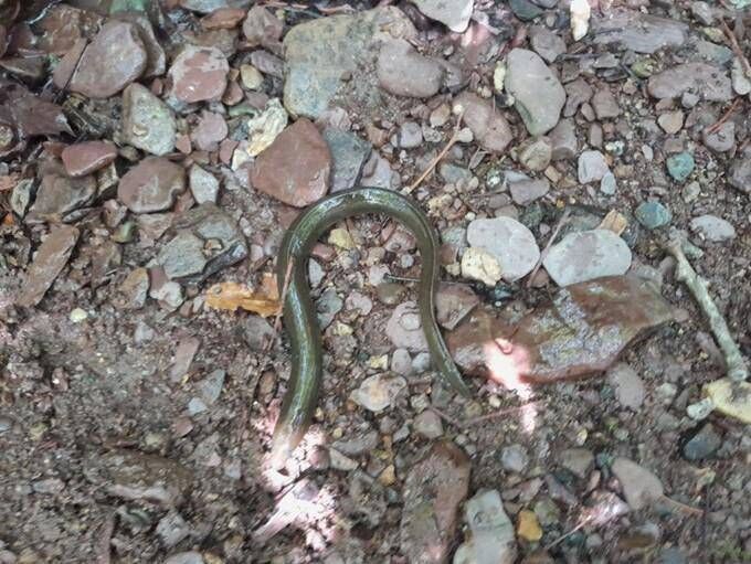 Inland Fisheries Ireland is investigating a significant fish kill in Cork today in which early indications suggest at least 1,500 fish have died. Pictured is a dead European eel. Inland Fisheries Ireland is investigating a significant fish kill in Cork today in which early indications suggest at least 1,500 fish have died. Pictured is a dead European eel.