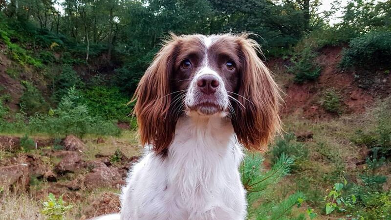 Áilín Quinlan: Too old for walkies, I must accept my poor Molly is fading Áilín Quinlan: Too old for walkies, I must accept my poor Molly is fading