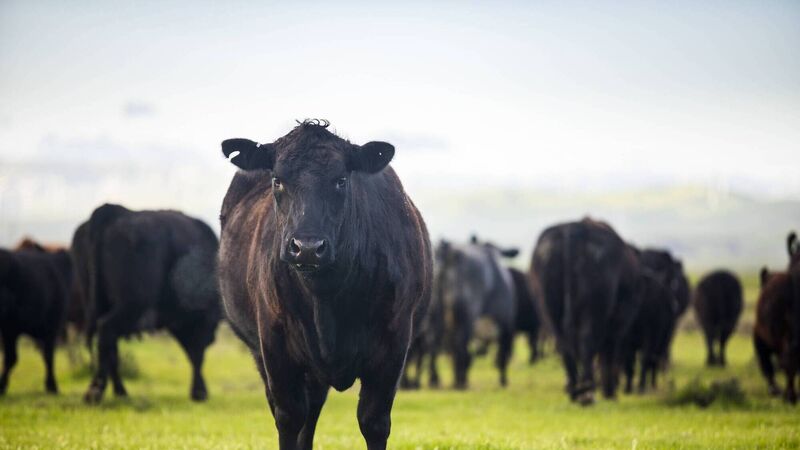 Catherine Conlon: So, what really is the beef with... beef
