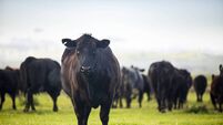 Beef Cattle Open Range on Large Ranch