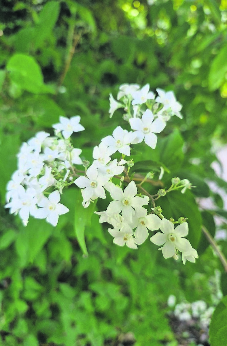 Deutzia setchuenensis var corymbiflora, or the Chinese Snow Flower. Deutzia setchuenensis var corymbiflora, or the Chinese Snow Flower.
