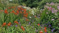 In the garden: Plant trees to keep you cool in heatwaves
