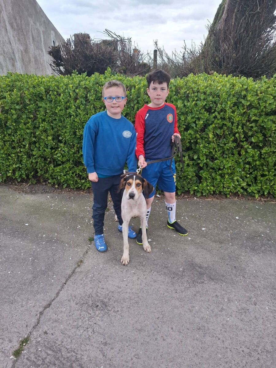 Cork Draghunting: Donnacha and Lachlann O'Sullivan with Mossgrove Rodger of Shanakiel Harriers, winner of the Northern Hunt Puppy Draghunt at the Haunted House. 