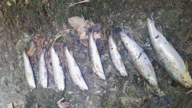 Cork councillor says 'karma will catch river polluter'