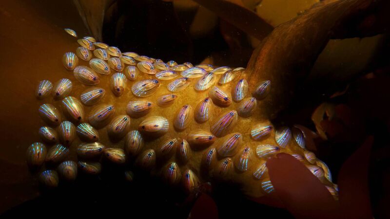 Cork photographers win Clean Coast awards with mesmerising images