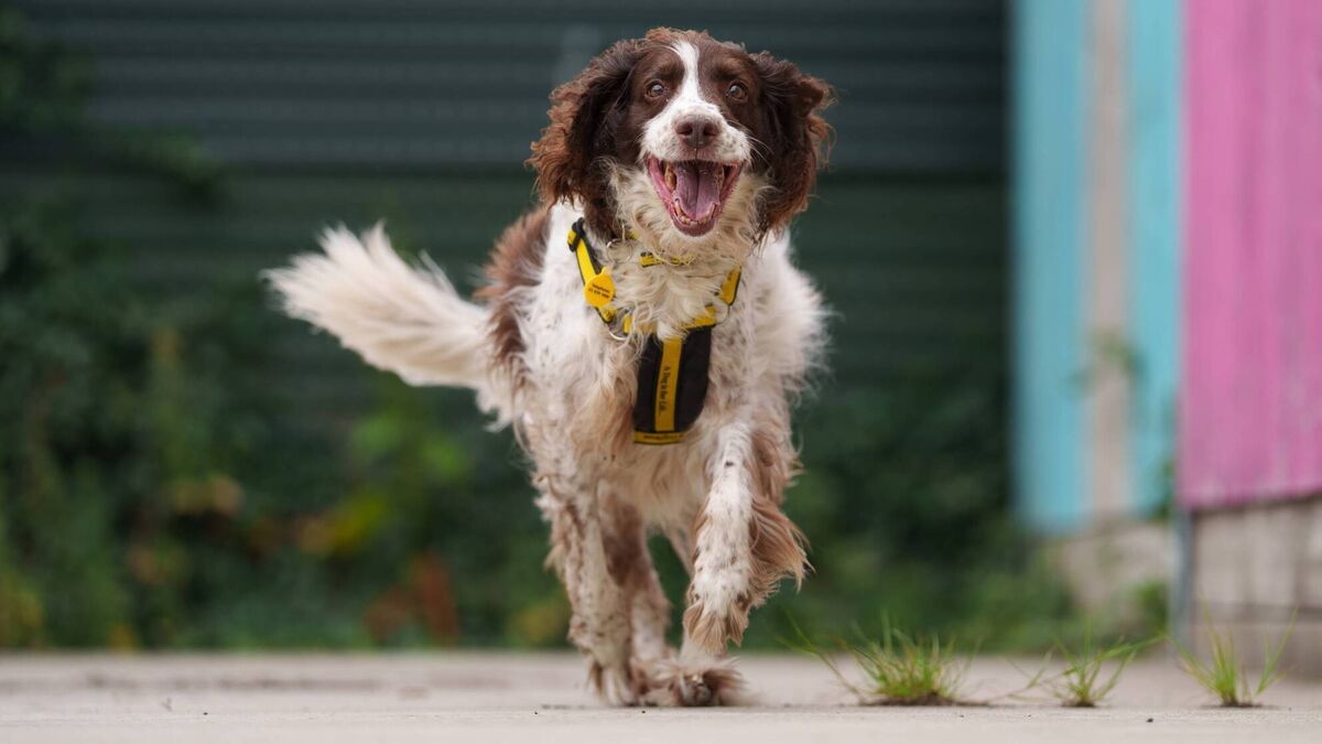 Lack of animal-friendly rentals sees Cork families in tears over surrendering family pets