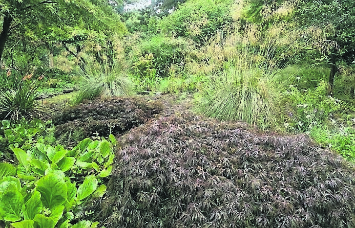 Stipa gigantea , Acers, Watsonia and Berginia all looking great in combination in Shirley Musgrave’s garden in Inniscarra,