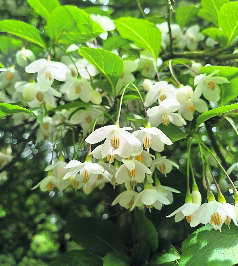 Styrax japonica, or the Japanese snowbell. See Plant of the Week