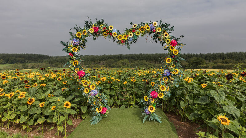 A chance to pick Cork sunflowers for a great cause