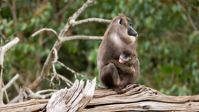 Names sought as male drill monkey born at Cork's Fota Wildlife Park