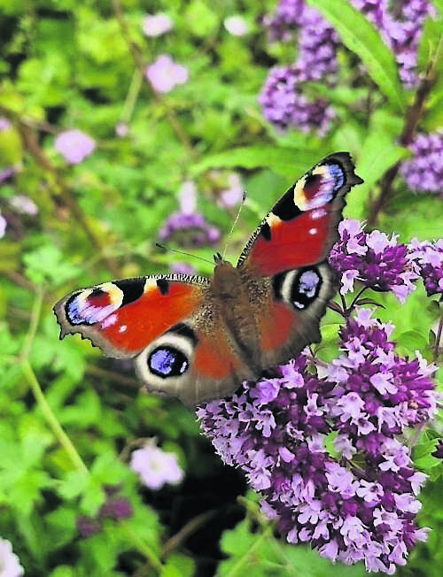  A peacock butterfly visiting oregano flowers this week - the number of butterflies appear more plentiful this year, says Olive Ryan