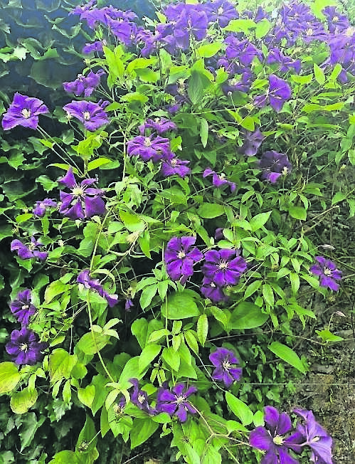 Clematis ‘Jackmanii’ is a great summer flowering clematis which will benefit from recycling some dishwater during a dry spell