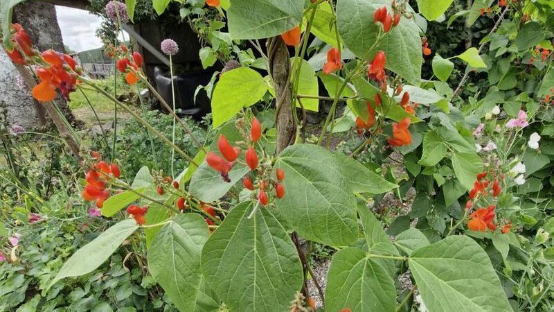 In the garden: How to care for plants during a hosepipe ban