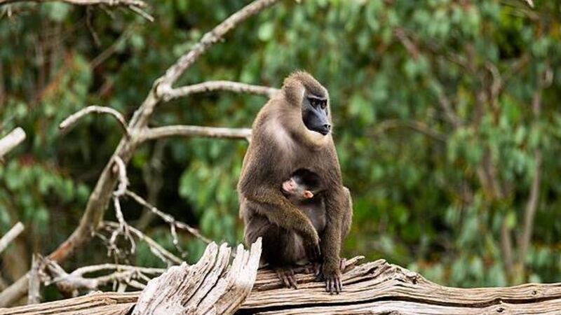 Fota Wildlife Park announces birth of endangered drill monkey Fota Wildlife Park announces birth of endangered drill monkey