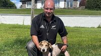 Slievemish Duchess wins the Michael Heffernan memorial Puppy draghunt