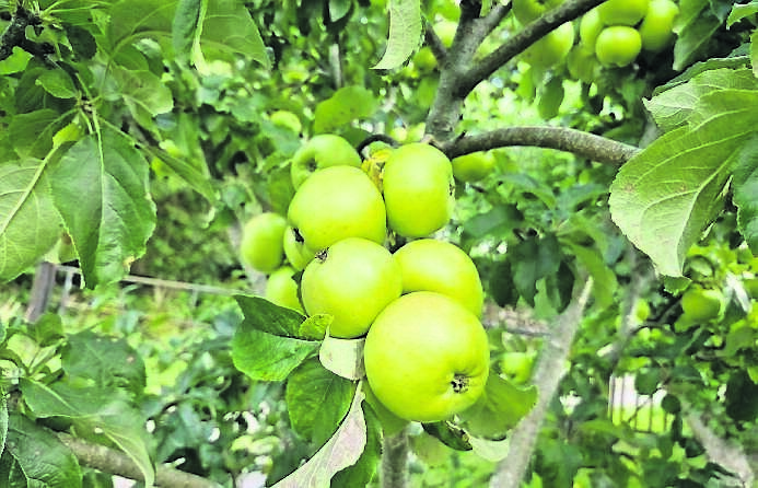 The apple crop is looking good this year, ripening nicely on the trees
