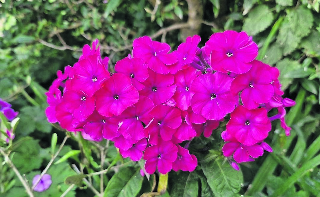 Phlox paniculata ‘Famous Cerise’.