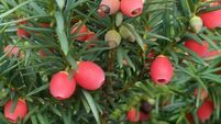 In the garden:  Yew can’t go wrong with this hedge...