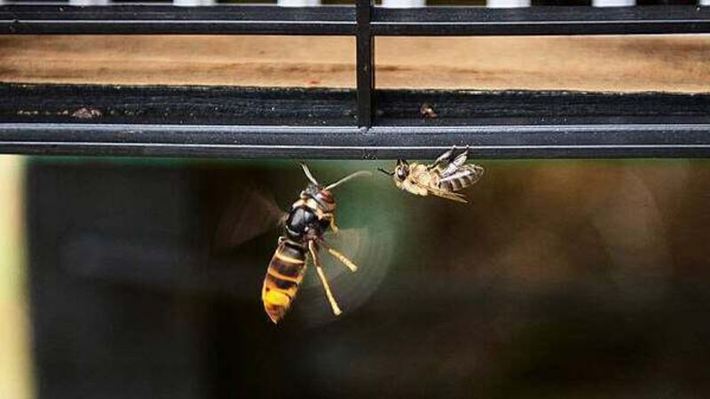 Asian hornet: Confirmed sighting in Ireland of insect that poses biodiversity threat Asian hornet: Confirmed sighting in Ireland of insect that poses biodiversity threat