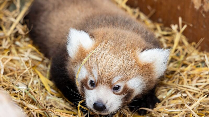 Endangered red panda cubs born at Cork's Wildlife Fota Park