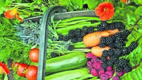 Trivet / basket of allotment produce. Home grown beans carrots, blackberries zucchini/ courgettes raspberries, on nasturtiums..
