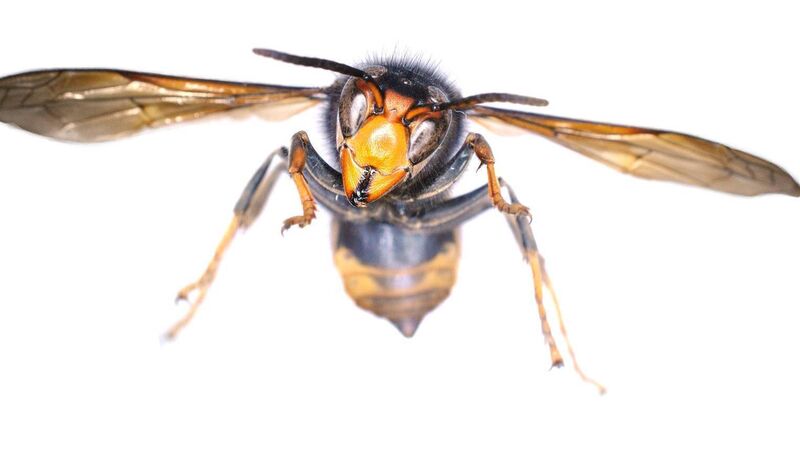 Asian Hornet sighting in Cork prompts 'biosecurity alert' Asian Hornet sighting in Cork prompts 'biosecurity alert'