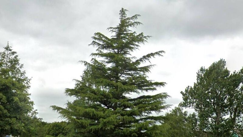 'I know I’m talking about Christmas in August, but you have to plan': Calls for power to light up tree in Cork park 'I know I’m talking about Christmas in August, but you have to plan': Calls for power to light up tree in Cork park