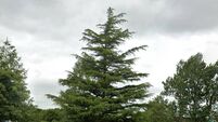 'I know I’m talking about Christmas in August, but you have to plan': Calls for power to light up tree in Cork park