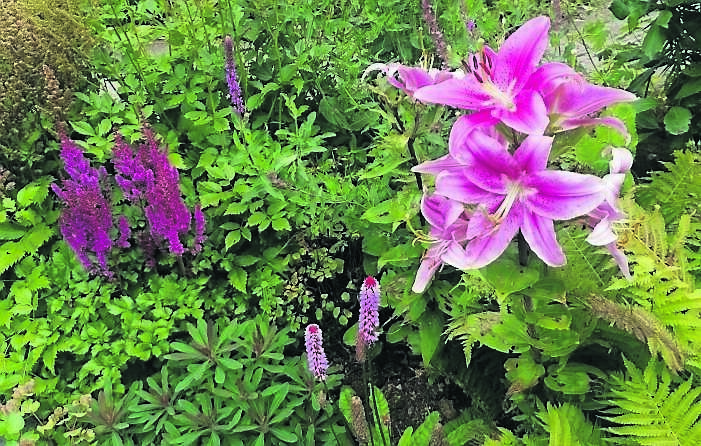 Pretty in Pink Lilium, Primula, Astilbe