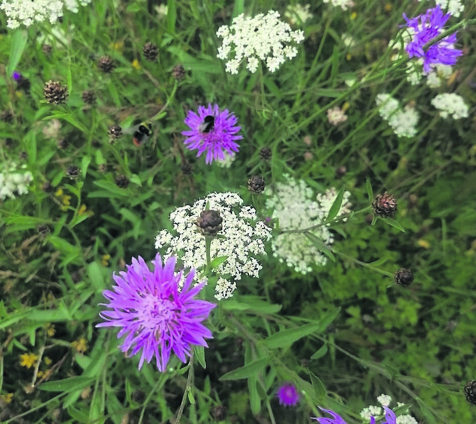 Greater Knapweed and Queen Anne’s Lace - see Plant of the Week