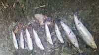 Possible fungal infection probed as up to 1,000 trout killed on Cork river