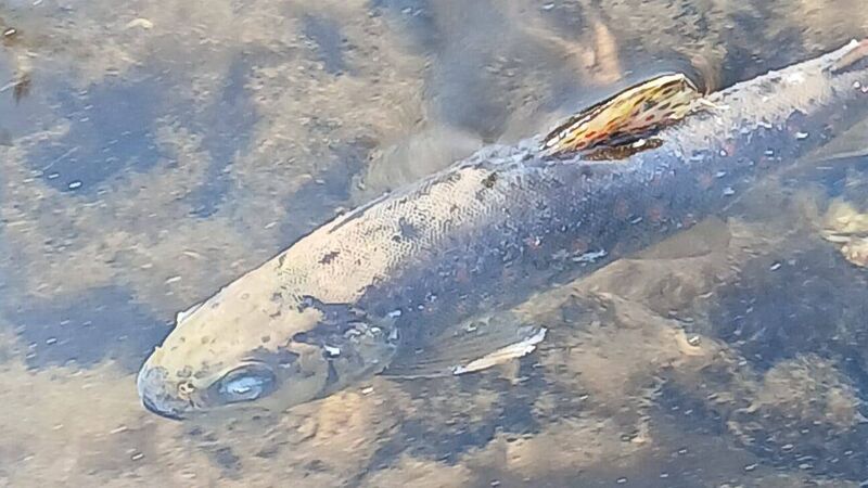 Cork fishkill could be 'biggest ever' in Ireland, with 30km affected