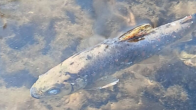 Minister of State visits site of massive Cork fish kill as probe continues