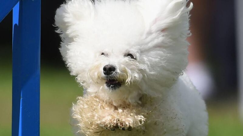 A dog agility contest in Cork: a great event for pet and owner!