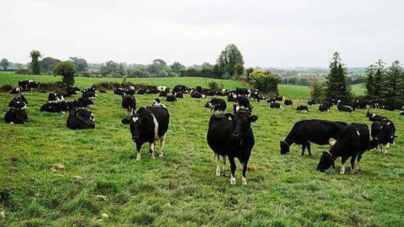 Officers acted proportionately in shooting ‘aggressive’ cow heading towards busy road Officers acted proportionately in shooting ‘aggressive’ cow heading towards busy road