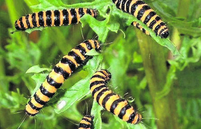 Cinnabar moth caterpillars, which feed on ragwort Cinnabar moth caterpillars, which feed on ragwort