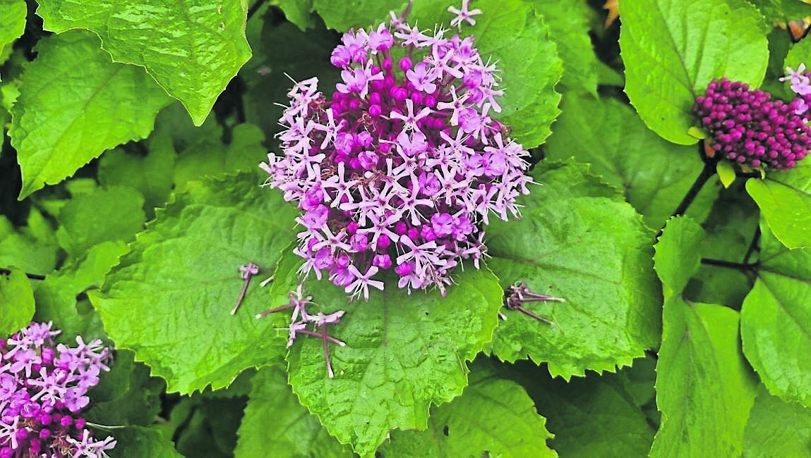 Clerodendron bungei with its clusters of pink flowers in late summer Clerodendron bungei with its clusters of pink flowers in late summer