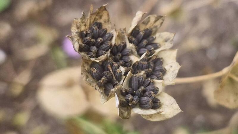 In the garden: Enjoying the fruits of our labour and planning for next year 