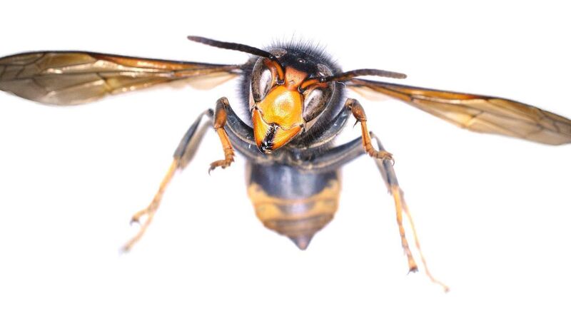 Asian hornets' nest found near South Link in Cork city, minister confirms Asian hornets' nest found near South Link in Cork city, minister confirms